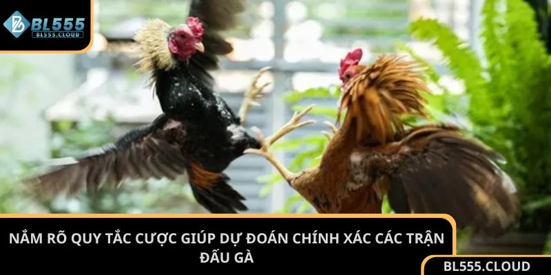 Nắm rõ quy tắc cược giúp dự đoán chính xác các trận đấu gà