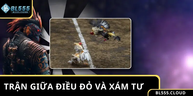 Trận đấu giữa Điều Đỏ và Xám Tư được hội viên mong đợi