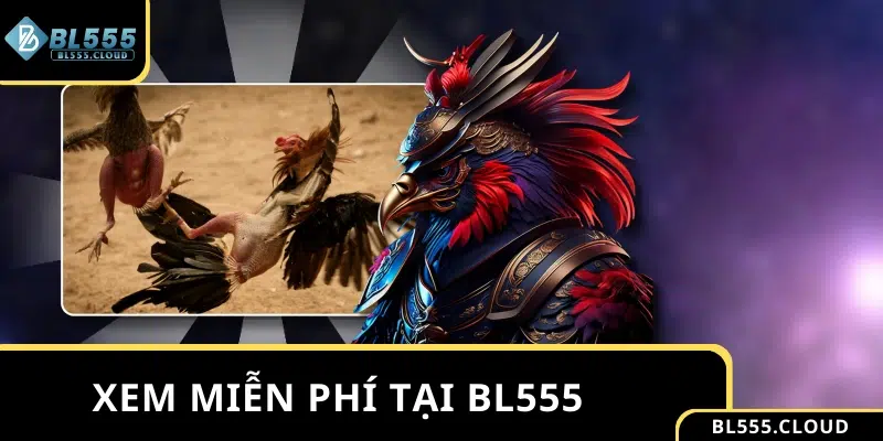 Xem trực tiếp đá gà tre Thomo chất lượng cao miễn phí tại BL555